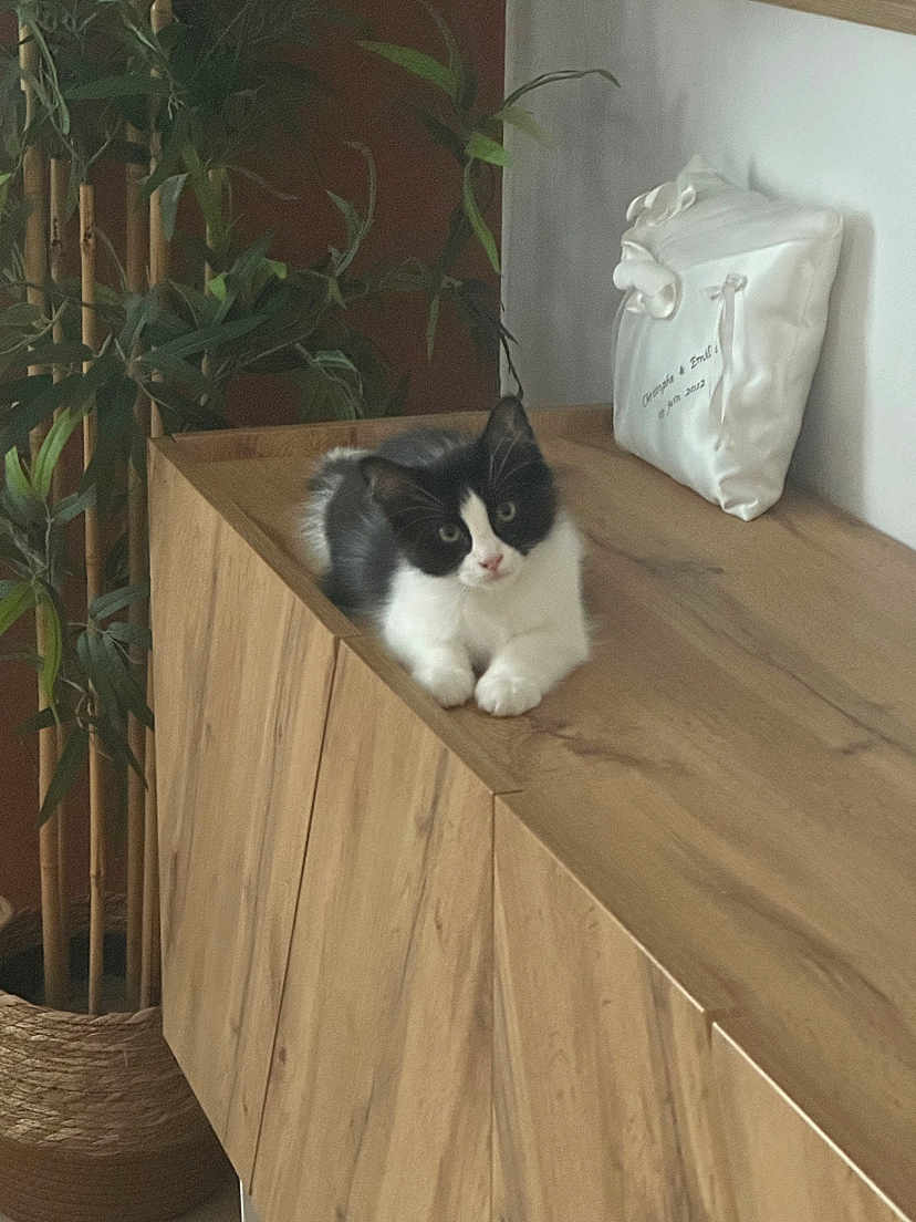 Oreo participe au concours pour gagner de l'argent avec cette photo : kitten, cat, black_and_white, wooden_cabinet, indoor, plant, bamboo, cushion, decor, furniture, pet, animal, curious, resting, cozy, soft_light, young_cat, feline, houseplant, natural