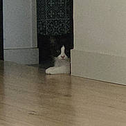 Oreo participe au concours pour gagner de l'argent avec cette photo : cat, black_and_white, indoor, floor, wall, peeking, hiding, quiet, wooden_floor, tile_pattern, curious, pet, animal, home, corner, resting, feline, shadow, calm, cozy