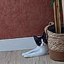Oreo a rejoint le concours — aidez-le/la à gagner de superbes lots ! cat, black_and_white, plant, basket, floor, wooden_floor, indoor, curious, pet, animal, stretching, wall, decor, houseplant, relaxed, feline, ears, eyes, whiskers, home