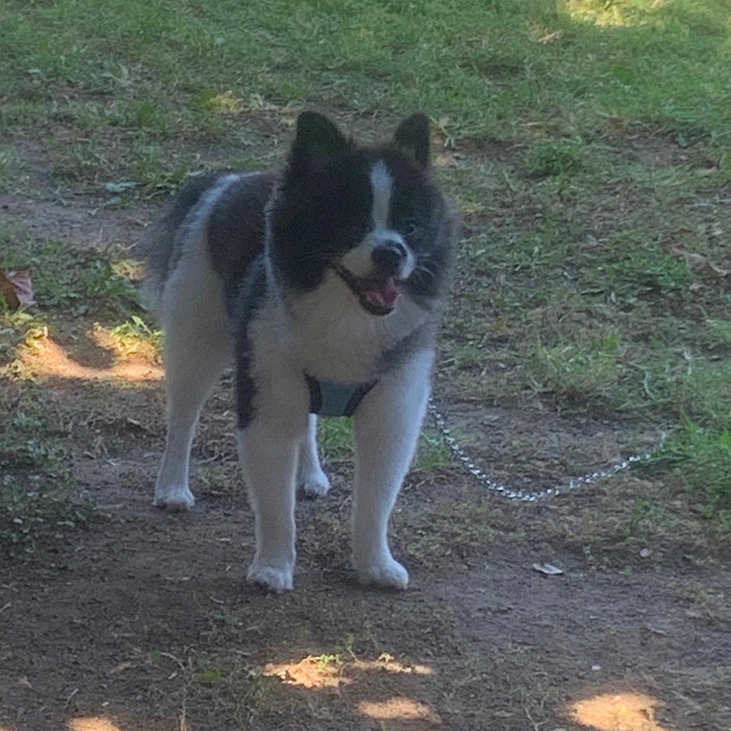 Oreo joined the competition — help win amazing prizes! animal, black_and_white, canine, chain, daytime, dirt, dog, friendly, fur, grass, happy, leash, nature, outdoor, pet, playful, shadow, smiling, standing, sunlight