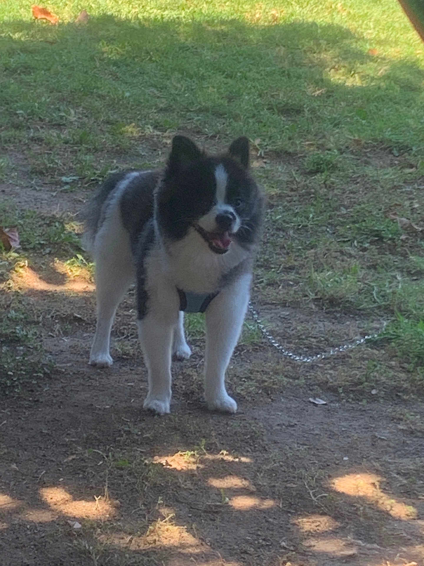 Oreo joined the competition — help win amazing prizes! dog, outdoor, grass, dirt, leash, chain, happy, pet, animal, canine, smiling, standing, sunlight, shadow, nature, fur, black_and_white, daytime, playful, friendly
