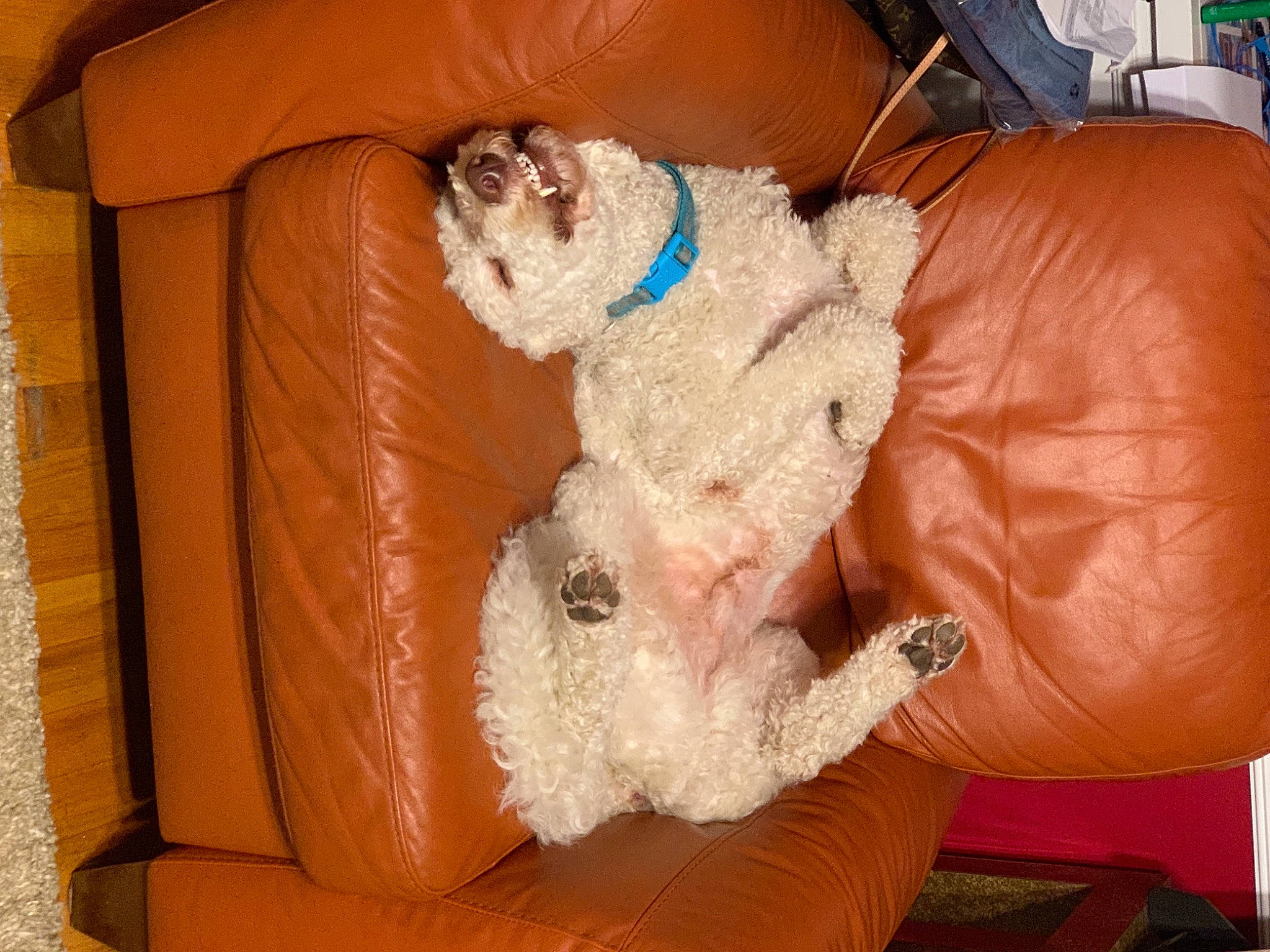 Sully is registered to the contest to win money with this photo: brown, canidae, carnivore, companion_dog, couch, dog_breed, dog_supply, fur, living_room, pet_supply, plush, sporting_group, stuffed_toy, tan, teddy_bear, toy, working_animal, working_dog