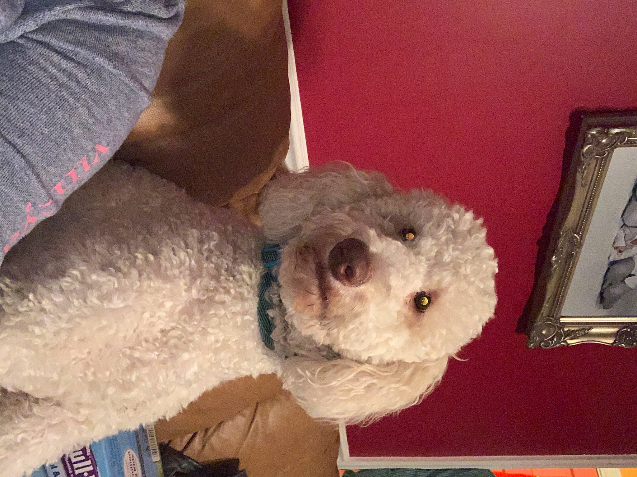 Sully joined the competition — help win amazing prizes! canidae, carnivore, companion_dog, dog, dog_breed, dog_collar, dog_supply, pet_supply, picture_frame, poodle, poodle_crossbreed, snout, sporting_group, stuffed_toy, toy, toy_dog, toy_poodle, vertebrate, water_dog, working_animal