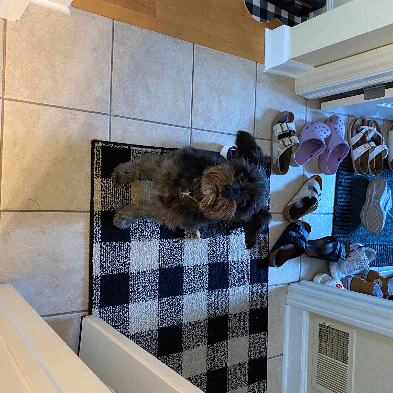 Steeler joined the competition — help win amazing prizes! art, building, ceiling, design, facade, felidae, floor, flooring, fur, grey, house, interior_design, metal, pattern, real_estate, room, shelving, visual_arts, window, wood