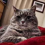 Gracie joined the competition — help win amazing prizes! cat, gray_tabby, whiskers, fluffy_fur, pet, indoor, red_blanket, close_up, curious_eyes, feline, cozy, resting, portrait, domestic_animal, cute, animal, soft_light, fur_texture, home, relaxed