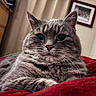 cat, gray_tabby, whiskers, fluffy_fur, pet, indoor, red_blanket, close_up, curious_eyes, feline, cozy, resting, portrait, domestic_animal, cute, animal, soft_light, fur_texture, home, relaxed