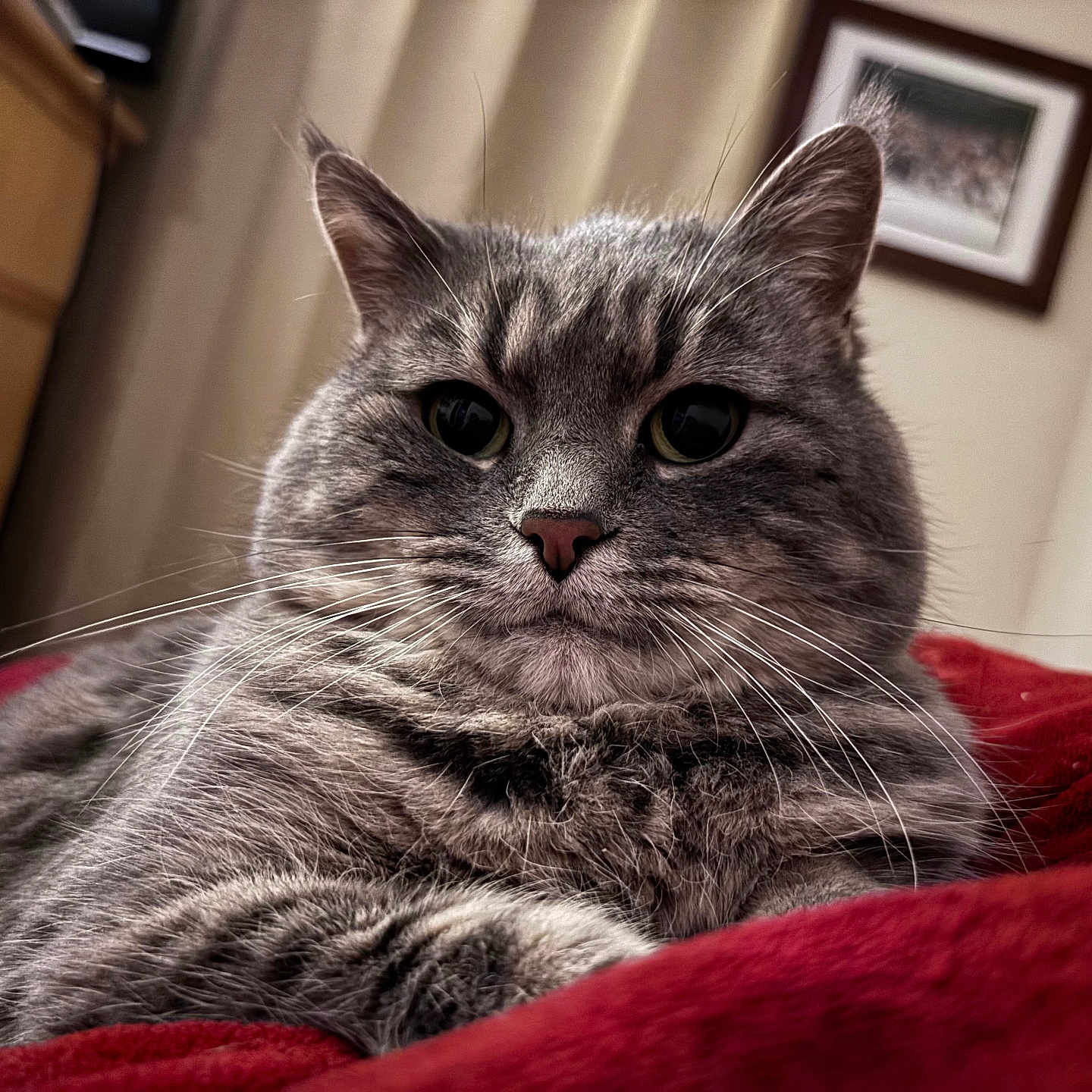 Gracie
