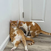 Garfield And Odie joined the competition — help win amazing prizes! animals, cat, cats, companions, curious, door, ears, feline, floor, fur, indoor, lying, orange_cat, pets, relaxed, sitting, tail, wall, whiskers, white_cat