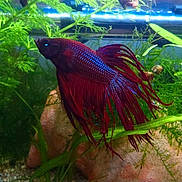 Xeling participe au concours pour gagner de l'argent avec cette photo :