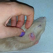 Shurk participe au concours pour gagner de l'argent avec cette photo :