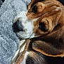 dog, puppy, beagle, close_up, sleepy, fur, nose, ear, blanket, cozy, pet, animal, cute, resting, indoor, soft_texture, brown, white, black, young