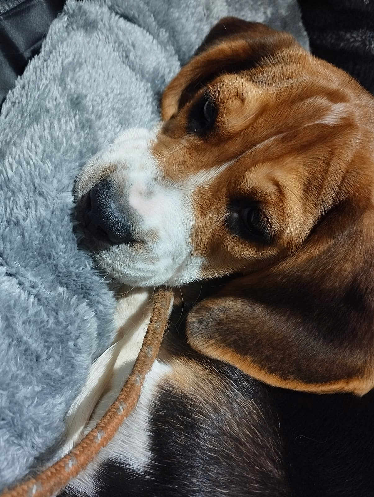 Aïko participe au concours pour gagner de l'argent avec cette photo : dog, puppy, beagle, close_up, sleepy, fur, nose, ear, blanket, cozy, pet, animal, cute, resting, indoor, soft_texture, brown, white, black, young