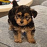 animal, brown_and_black, close_up, collar, companion, couch, curious, cute, dog, domestic_animal, fluffy, fur, furniture, indoor, paw_tag, pet, puppy, small_dog, standing, young