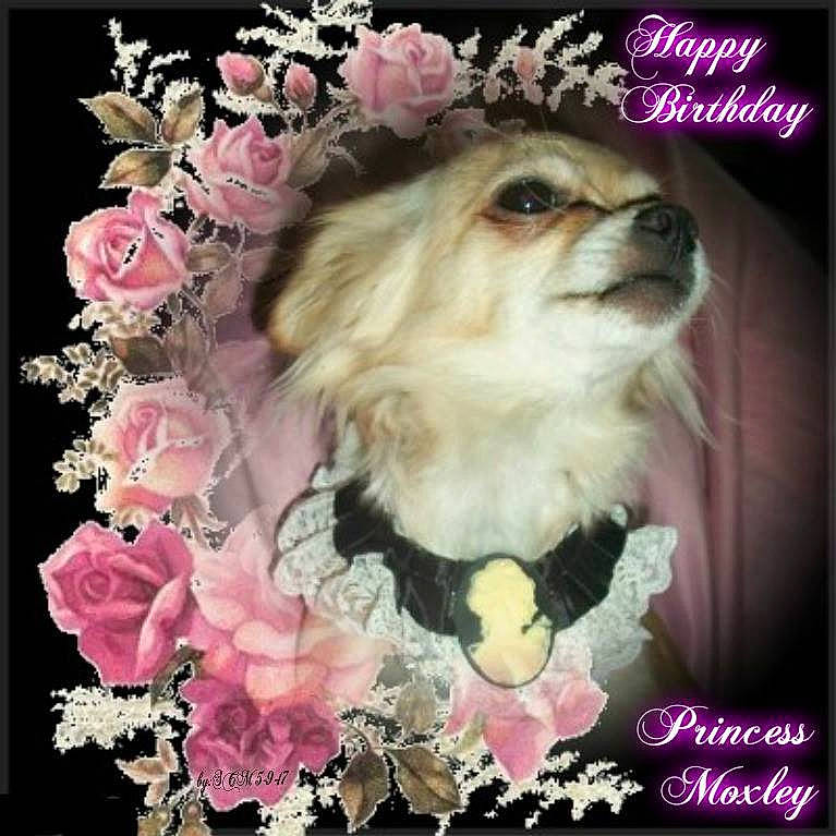 Moxley joined the competition — help win amazing prizes! artificial_flower, bouquet, carnivore, companion_dog, cut_flowers, dog, dog_breed, fashion_accessory, fawn, flower, flower_arranging, flowering_plant, font, fur, magenta, petal, photo_caption, pink, plant, toy_dog