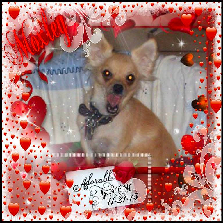 Moxley is registered to the contest to win money with this photo: art, canidae, carnivore, chihuahua, companion_dog, dog, dog_breed, dog_supply, fawn, font, fur, magenta, pattern, paw, photo_caption, pink, rectangle, snout, toy_dog, whiskers