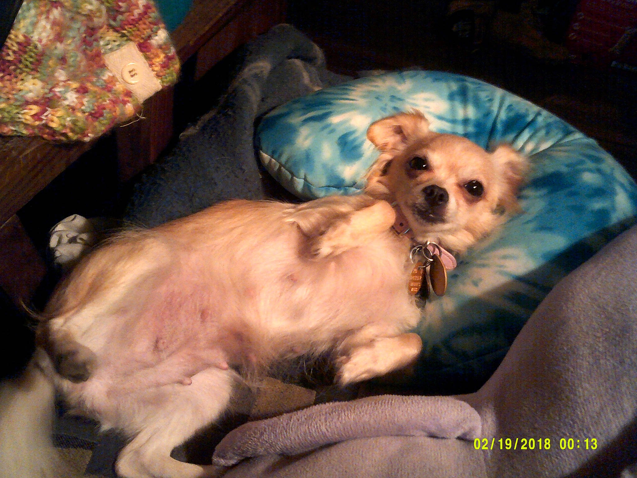 Moxley joined the competition — help win amazing prizes! bed, canidae, carnivore, chihuahua, clock, comfort, companion_dog, couch, dog, dog_breed, dog_supply, fawn, fur, linens, paw, room, sporting_group, sunglasses, toy_dog, whiskers