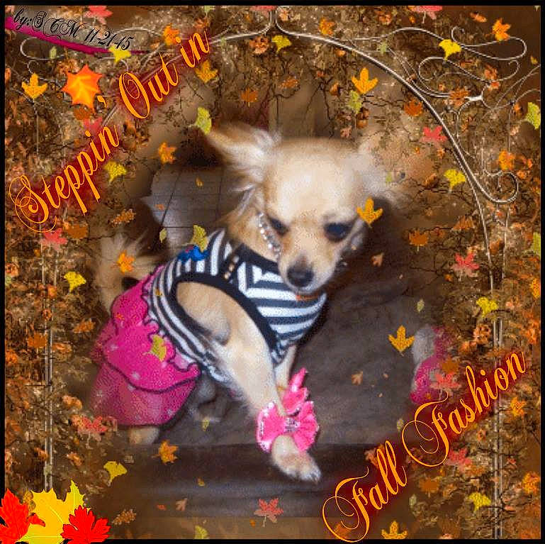 Moxley is registered to the contest to win money with this photo: art, book_cover, carnivore, chihuahua, companion_dog, dog, dog_breed, dog_supply, fawn, font, fur, organism, photo_caption, poster, snout, sporting_group, tail, toy_dog, visual_arts, working_animal