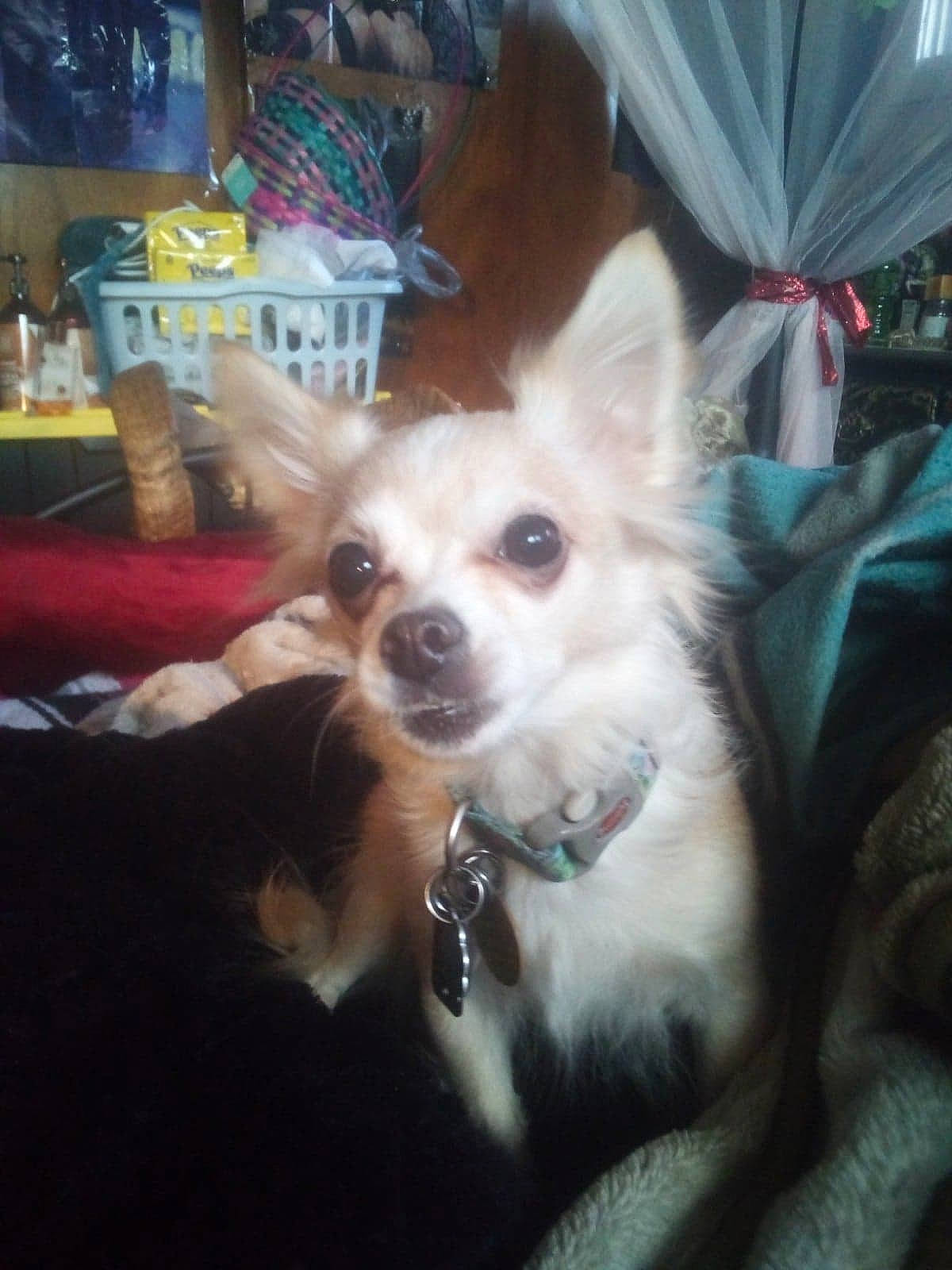 Moxley is registered to the contest to win money with this photo: canidae, carnivore, chihuahua, companion_dog, corgi_chihuahua, dog, dog_breed, dog_supply, fawn, fur, non_sporting_group, party_hat, snout, sporting_group, toy_dog, whiskers
