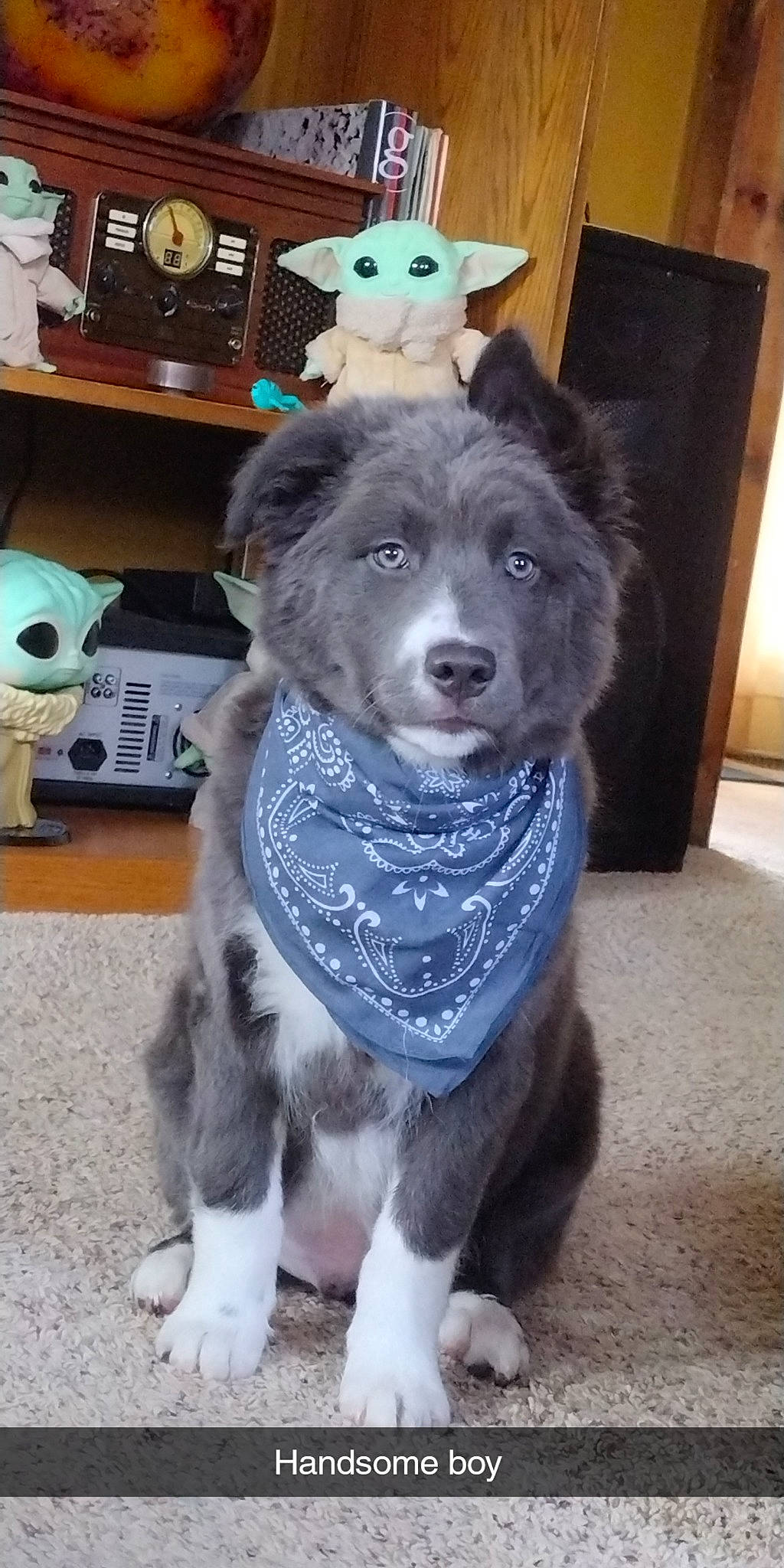 Poseidon joined the competition — help win amazing prizes! canidae, carnivore, companion_dog, costume, dog, dog_breed, flooring, fur, guard_dog, hat, herding_dog, home_appliance, musical_instrument, party_hat, paw, snout, sporting_group, tail, working_animal, working_dog