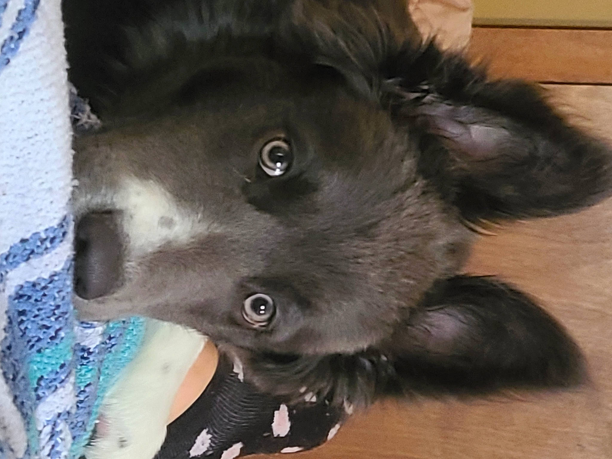 Poseidon joined the competition — help win amazing prizes! canidae, carnivore, collar, companion_dog, dog, dog_breed, dog_collar, ear, electric_blue, fawn, flooring, fur, hardwood, liver, mammal, paw, snout, sporting_group, whiskers, working_animal