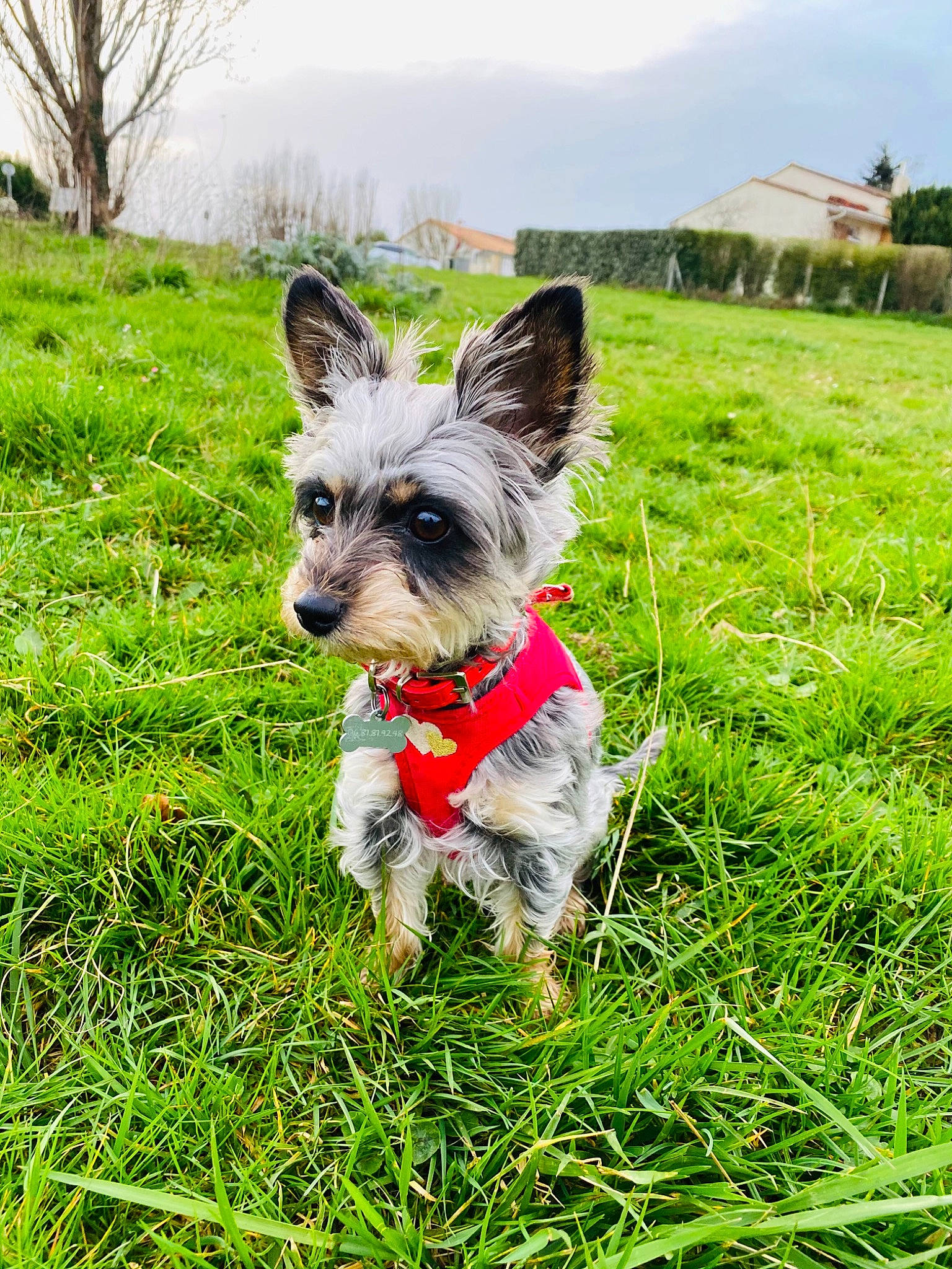 Pomme participe au concours pour gagner de l'argent avec cette photo : building, carnivore, cloud, collar, companion_dog, dog, dog_breed, dog_supply, fawn, grass, grassland, plant, sky, small_terrier, snout, tail, terrier, toy_dog, tree, working_animal