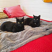 Fripouille Et Roméo participe au concours pour gagner de l'argent avec cette photo : black_cat, cat, pets, animal, indoor, bed, blanket, red_bedspread, pillow, furniture, guitar, cozy, yellow_eyes, resting, domestic_animal, two_cats, fur, whiskers, relaxed, home