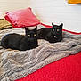 black_cat, cat, pets, animal, indoor, bed, blanket, red_bedspread, pillow, furniture, guitar, cozy, yellow_eyes, resting, domestic_animal, two_cats, fur, whiskers, relaxed, home