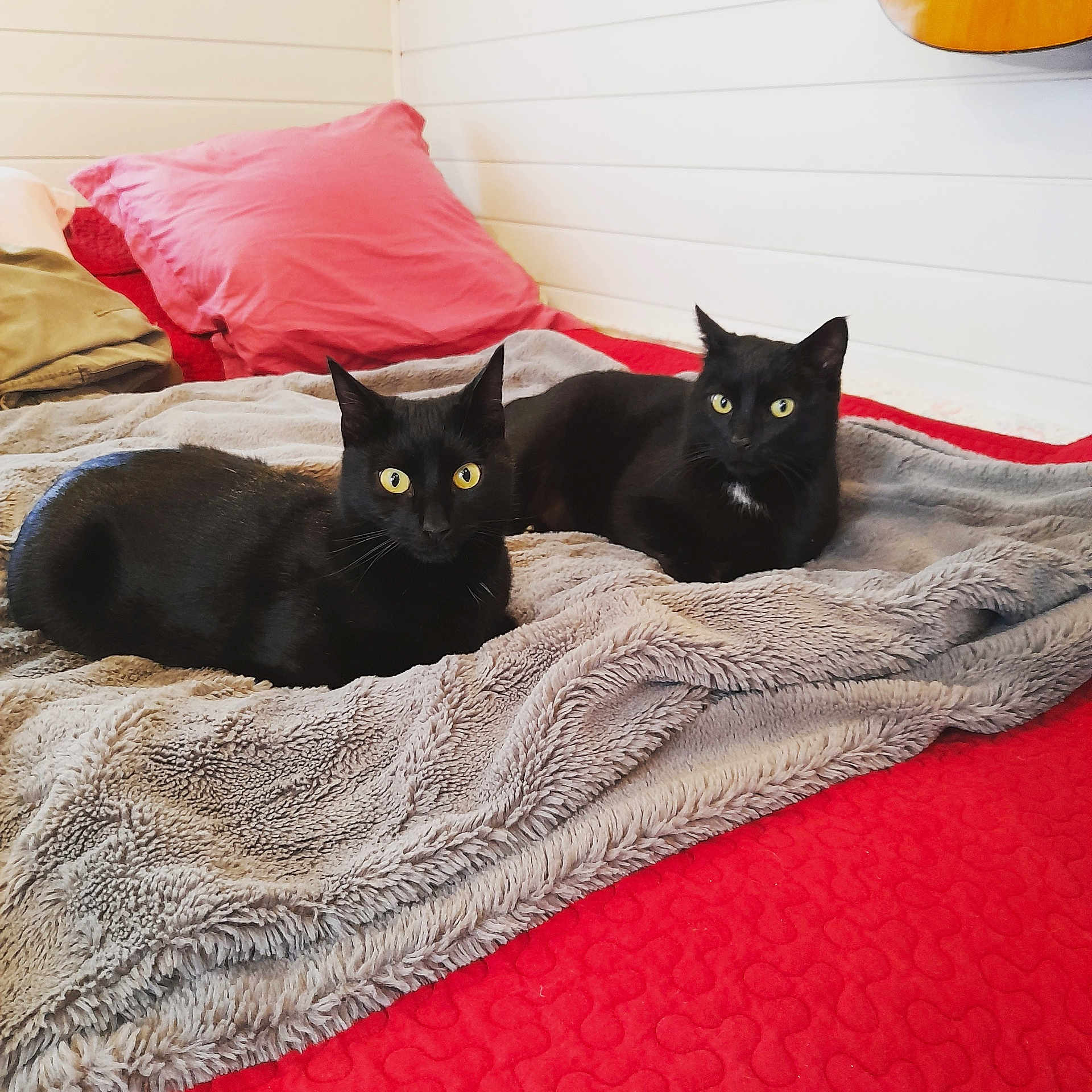 Fripouille Et Roméo participe au concours pour gagner de l'argent avec cette photo : black_cat, cat, pets, animal, indoor, bed, blanket, red_bedspread, pillow, furniture, guitar, cozy, yellow_eyes, resting, domestic_animal, two_cats, fur, whiskers, relaxed, home