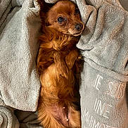 Ina a rejoint le concours — aidez-le/la à gagner de superbes lots ! dog, small_dog, brown_dog, blanket, cozy, soft_texture, pet, fur, animal, resting, indoors, cute, looking_up, comfort, relaxing, wrapped, home, nap_time, warm, snuggled