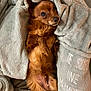 dog, small_dog, brown_dog, blanket, cozy, soft_texture, pet, fur, animal, resting, indoors, cute, looking_up, comfort, relaxing, wrapped, home, nap_time, warm, snuggled