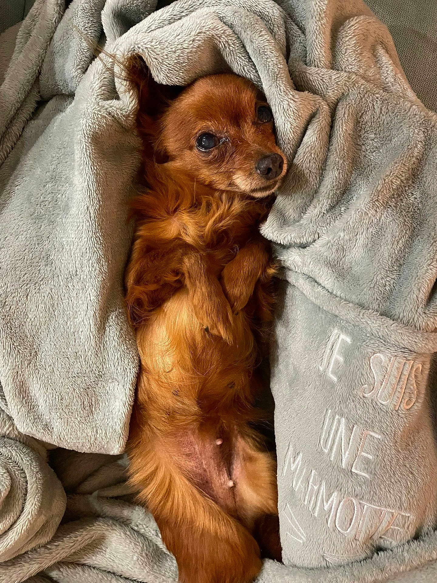 Ina a rejoint le concours — aidez-le/la à gagner de superbes lots ! dog, small_dog, brown_dog, blanket, cozy, soft_texture, pet, fur, animal, resting, indoors, cute, looking_up, comfort, relaxing, wrapped, home, nap_time, warm, snuggled