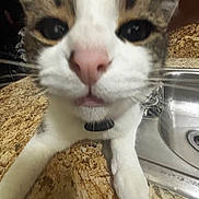 Pepper is registered to the contest to win money with this photo: animal, brown_fur, cat, close_up, collar, counter, curious, domestic_cat, face, feline, front_paw, indoor, kitchen, pet, pink_nose, sink, tabby, whiskers, white_fur, wide_eyes