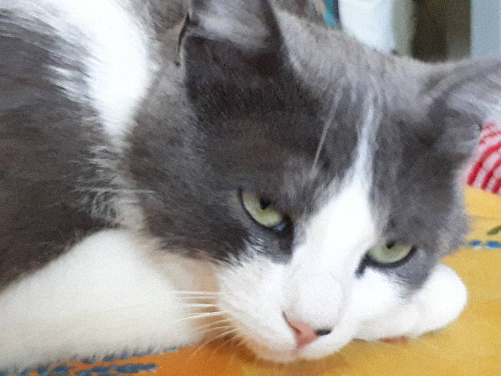 Velcro a rejoint le concours — aidez-le/la à gagner de superbes lots ! aegean_cat, american_curl, american_wirehair, carnivore, cat, domestic_long_haired_cat, domestic_short_haired_cat, european_shorthair, felidae, kitten, mammal, norwegian_forest_cat, polydactyl_cat, small_to_medium_sized_cats, snout, vertebrate, whiskers