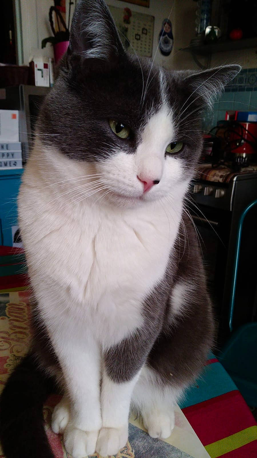 Velcro a rejoint le concours — aidez-le/la à gagner de superbes lots ! carnivore, cat, felidae, fur, small_to_medium_sized_cats, snout, tail, vertebrate, whiskers