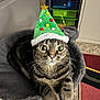 cat, tabby, christmas_hat, green_hat, pom_poms, cozy_bed, gray_bed, indoor, carpet, furniture, curious, wide_eyes, pet, animal, cute, holiday, festive, whiskers, paws, household