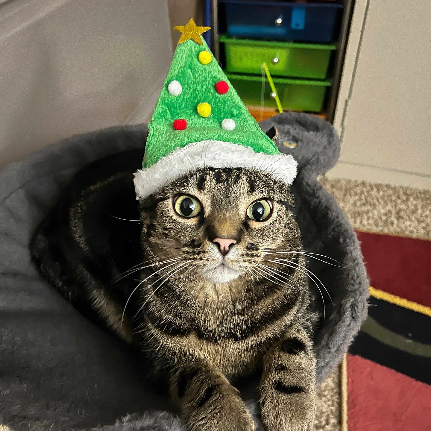 Tygrus is registered to the contest to win money with this photo: animal, carpet, cat, christmas_hat, cozy_bed, curious, cute, festive, furniture, gray_bed, green_hat, holiday, household, indoor, paws, pet, pom_poms, tabby, whiskers, wide_eyes