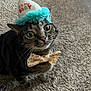 cat, tabby, birthday_hat, bow_tie, carpet, wide_eyes, pet, indoor, cute, animal, feline, whiskers, celebration, hat, looking_up, domestic_cat, fluffy, funny, close_up, adorable
