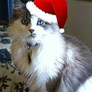 Moshe is registered to the contest to win money with this photo: cat, santa_hat, christmas, festive, fluffy, long_hair, blue_eyes, pet, animal, portrait, close_up, whiskers, collar, indoors, carpet, gray_fur, white_fur, holiday, cute, photography