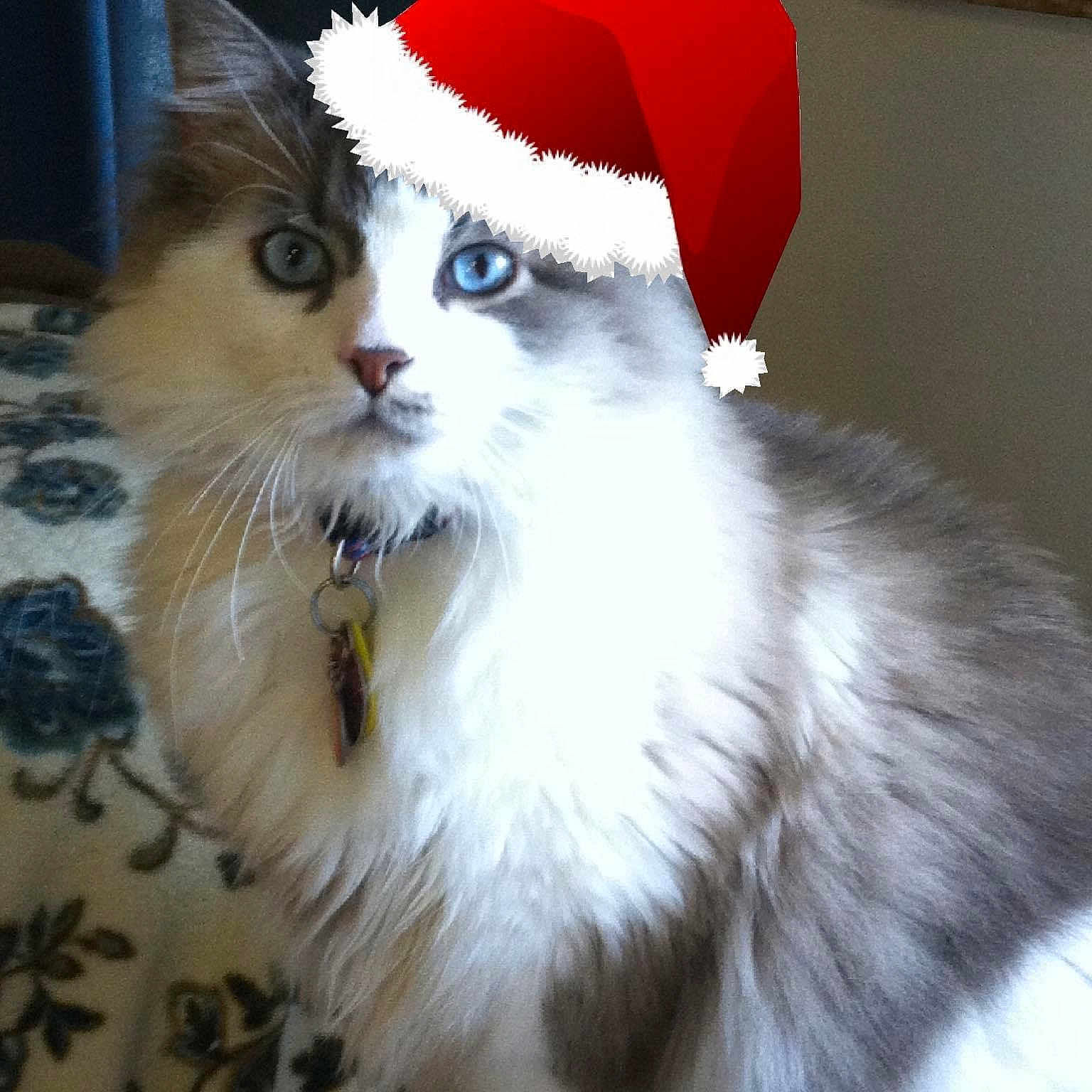 Moshe is registered to the contest to win money with this photo: cat, santa_hat, christmas, festive, fluffy, long_hair, blue_eyes, pet, animal, portrait, close_up, whiskers, collar, indoors, carpet, gray_fur, white_fur, holiday, cute, photography