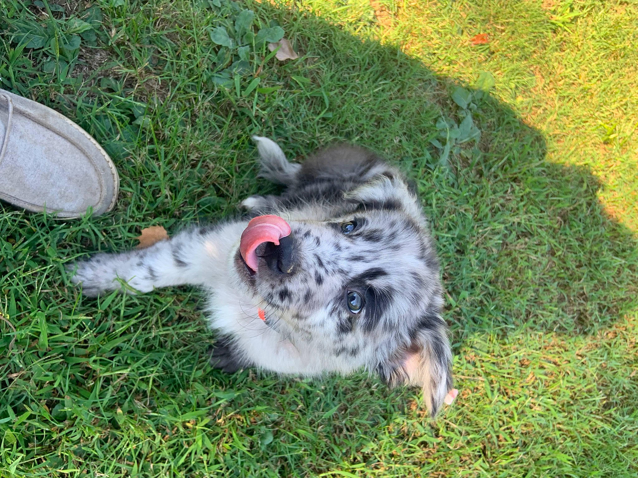 Bronco joined the competition — help win amazing prizes! australian_shepherd, canidae, carnivore, claw, companion_dog, dog_breed, domestic_short_haired_cat, felidae, fur, grass, groundcover, herding_dog, lawn, paw, small_to_medium_sized_cats, soil, sporting_group, tail, terrestrial_animal, whiskers