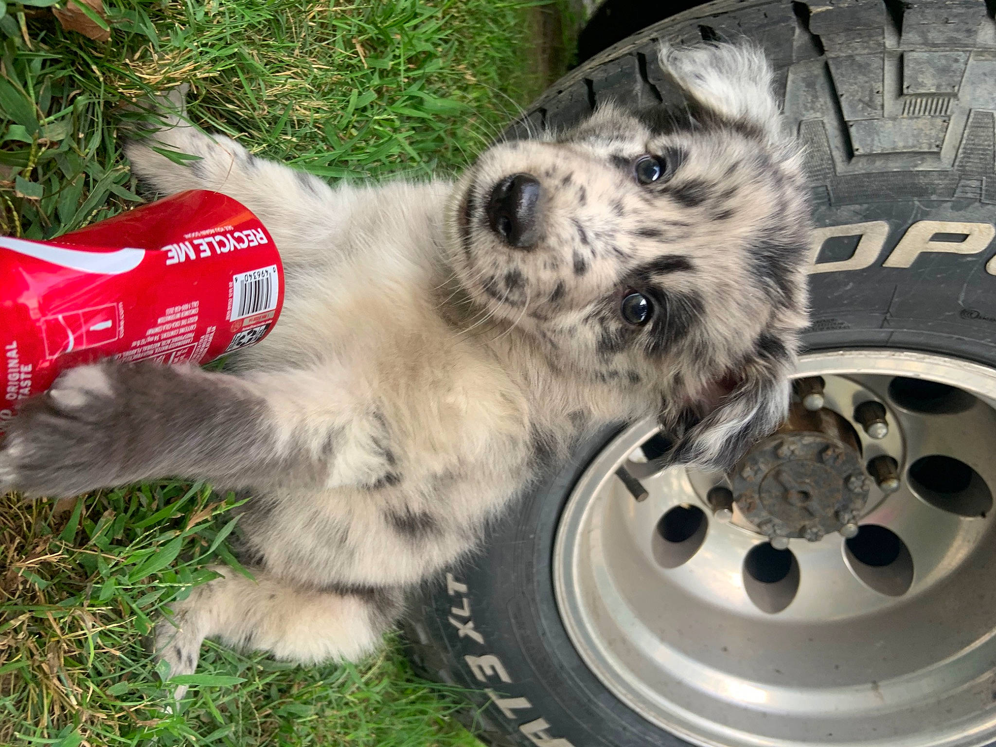 Bronco is registered to the contest to win money with this photo: alloy_wheel, automotive_exterior, automotive_tire, carnivore, companion_dog, dog, dog_breed, fender, grass, hubcap, motor_vehicle, rim, snout, synthetic_rubber, tire, tire_care, tread, vehicle, wheel, whiskers