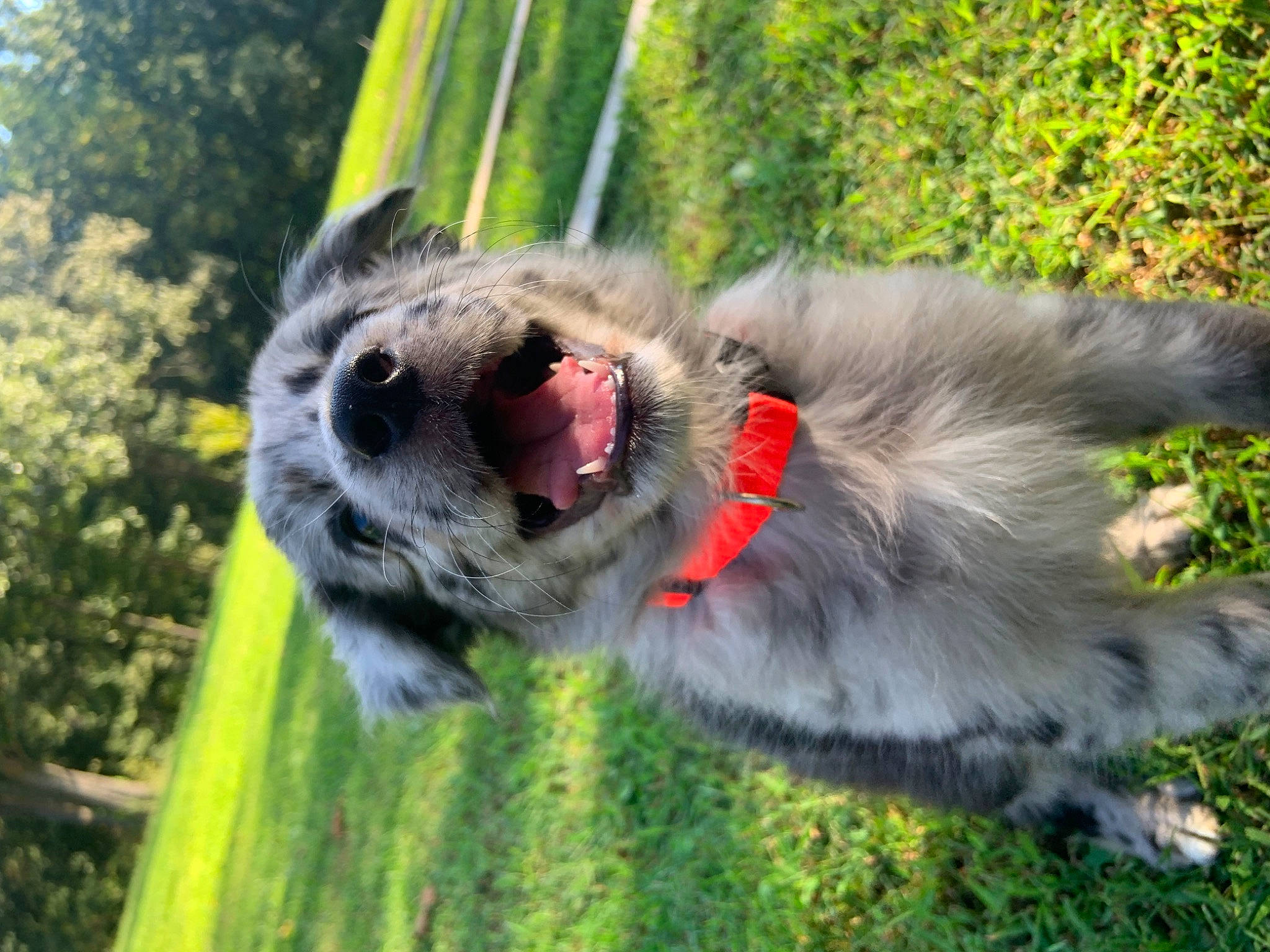 Bronco joined the competition — help win amazing prizes! canidae, carnivore, collar, common_opossum, companion_dog, dog, dog_breed, dog_collar, fawn, fur, grass, plant, snout, sporting_group, tail, tree, virginia_opossum, whiskers, wildlife, working_animal