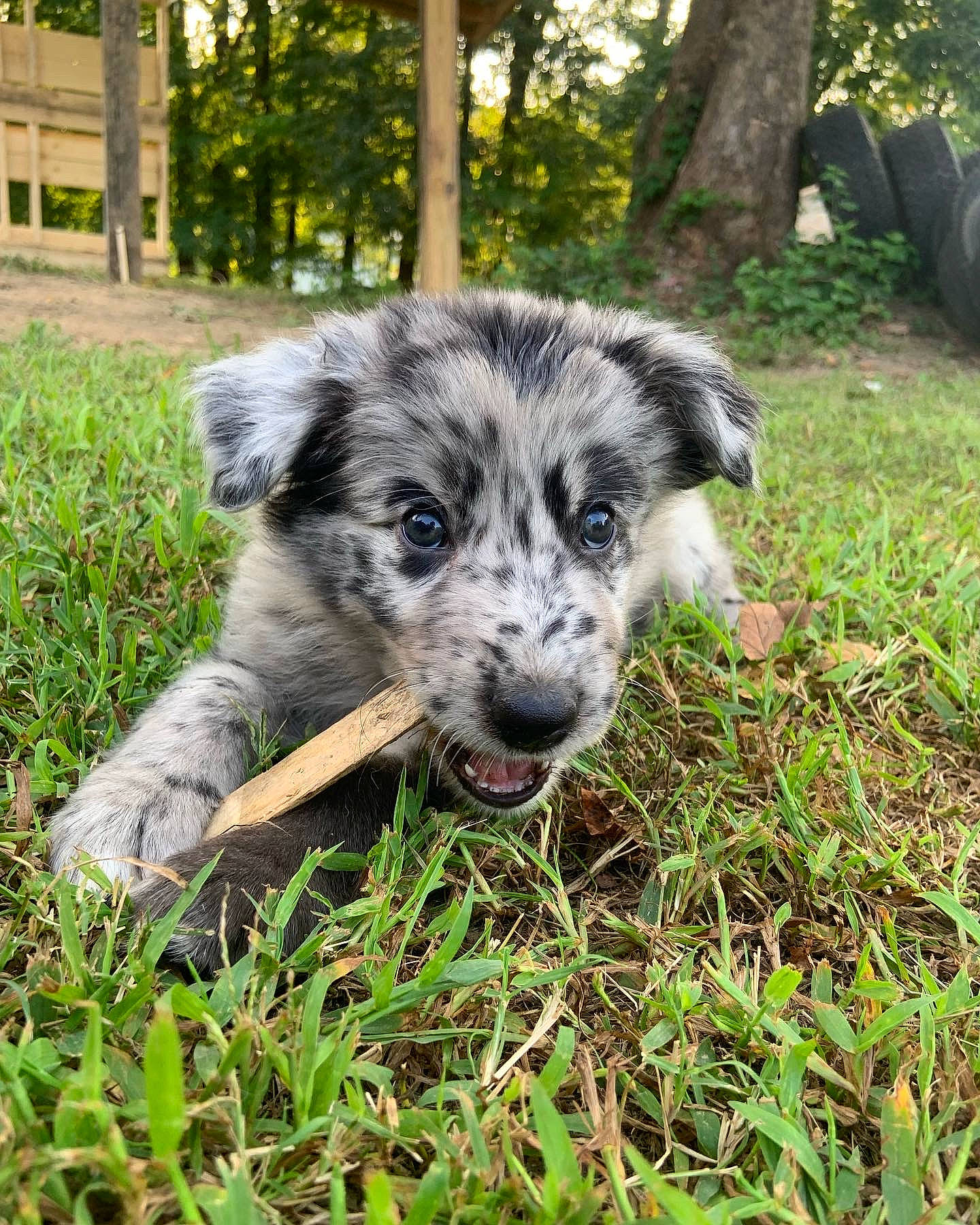 Bronco joined the competition — help win amazing prizes! carnivore, companion_dog, dog, dog_breed, grass, groundcover, plant, snout, sporting_group, terrestrial_animal, tree, whiskers, working_animal, working_dog