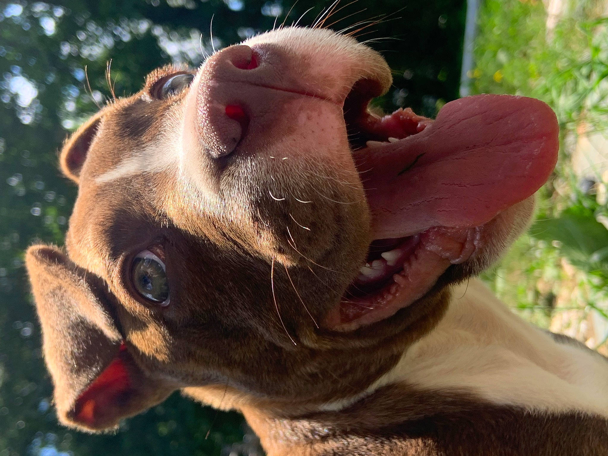 Diesel joined the competition — help win amazing prizes! canidae, carnivore, collar, companion_dog, dog, dog_breed, fang, fawn, grass, jaw, liver, livestock, organism, snout, sporting_group, terrestrial_animal, whiskers, wildlife, working_animal, wrinkle