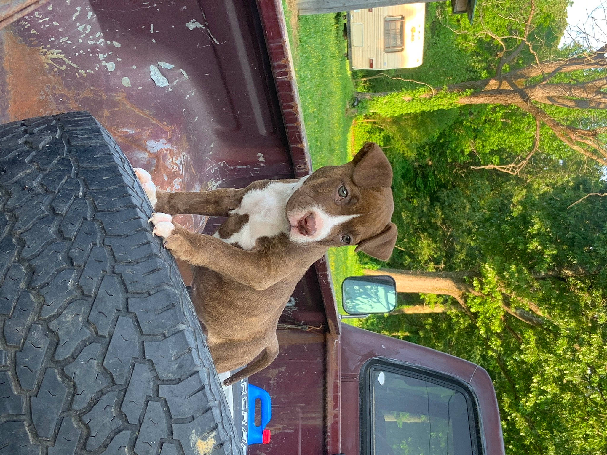 Diesel is registered to the contest to win money with this photo: automotive_exterior, automotive_mirror, automotive_tire, car, carnivore, fawn, hood, motor_vehicle, plant, rear_view_mirror, snout, synthetic_rubber, tints_and_shades, tire, tread, tree, vehicle, vehicle_door, wheel, window