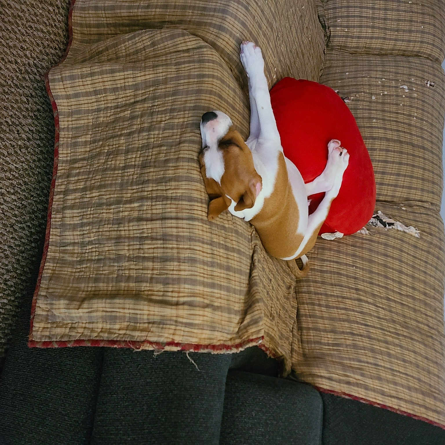 Dan is registered to the contest to win money with this photo: carmine, carnivore, comfort, dog, fawn, flooring, fur, human_body, human_leg, linens, pattern, plush, sleeve, stuffed_toy, tail, textile, toy, wood, wool, woolen