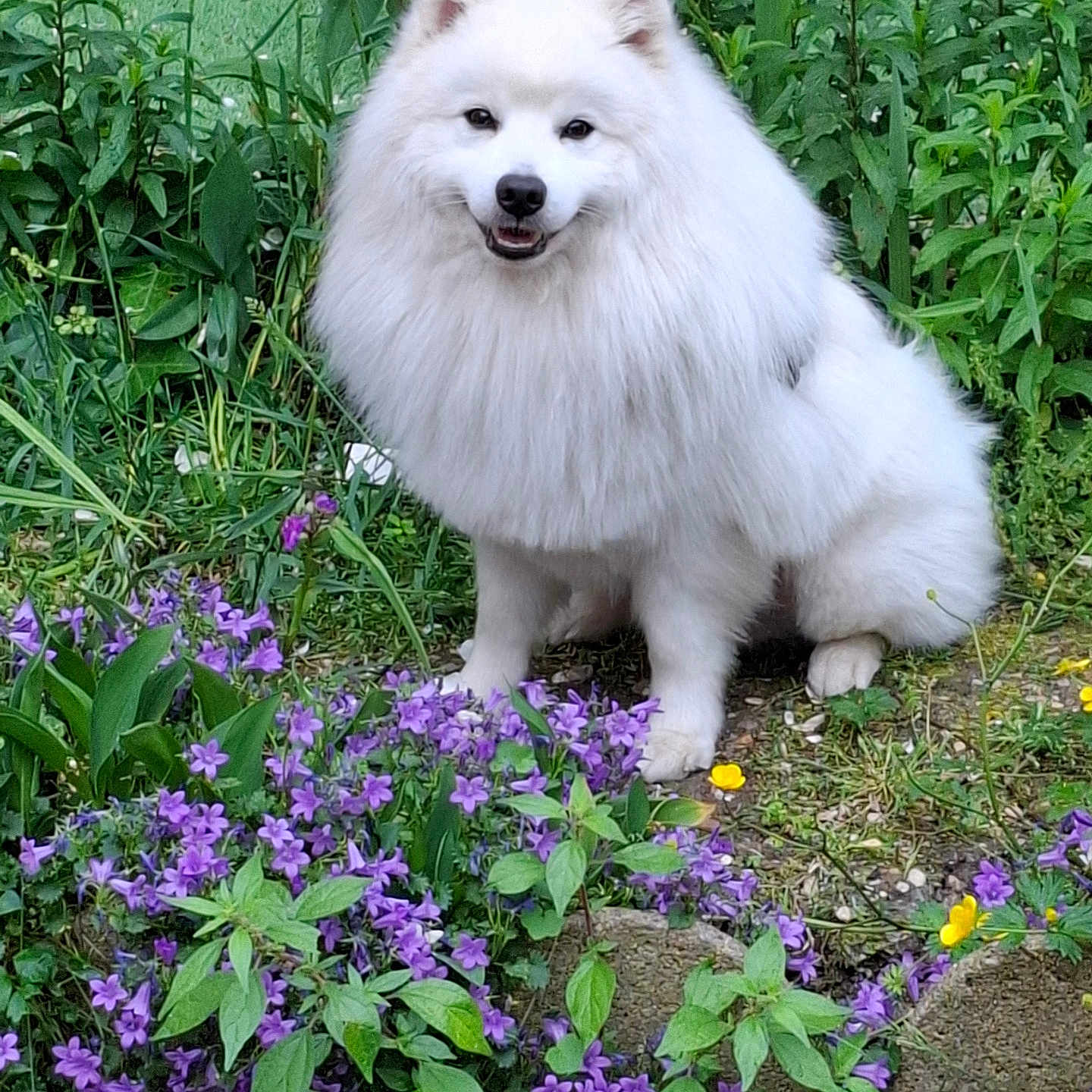 Elisabeth Meneguzzi participe au concours pour gagner de l'argent avec cette photo : adorable, animal, canine, dog, flowers, fluffy, friendly, fur, garden, greenery, majestic, nature, outdoor, pet, plants, purple_flowers, sitting, smiling, white_dog, yellow_flowers