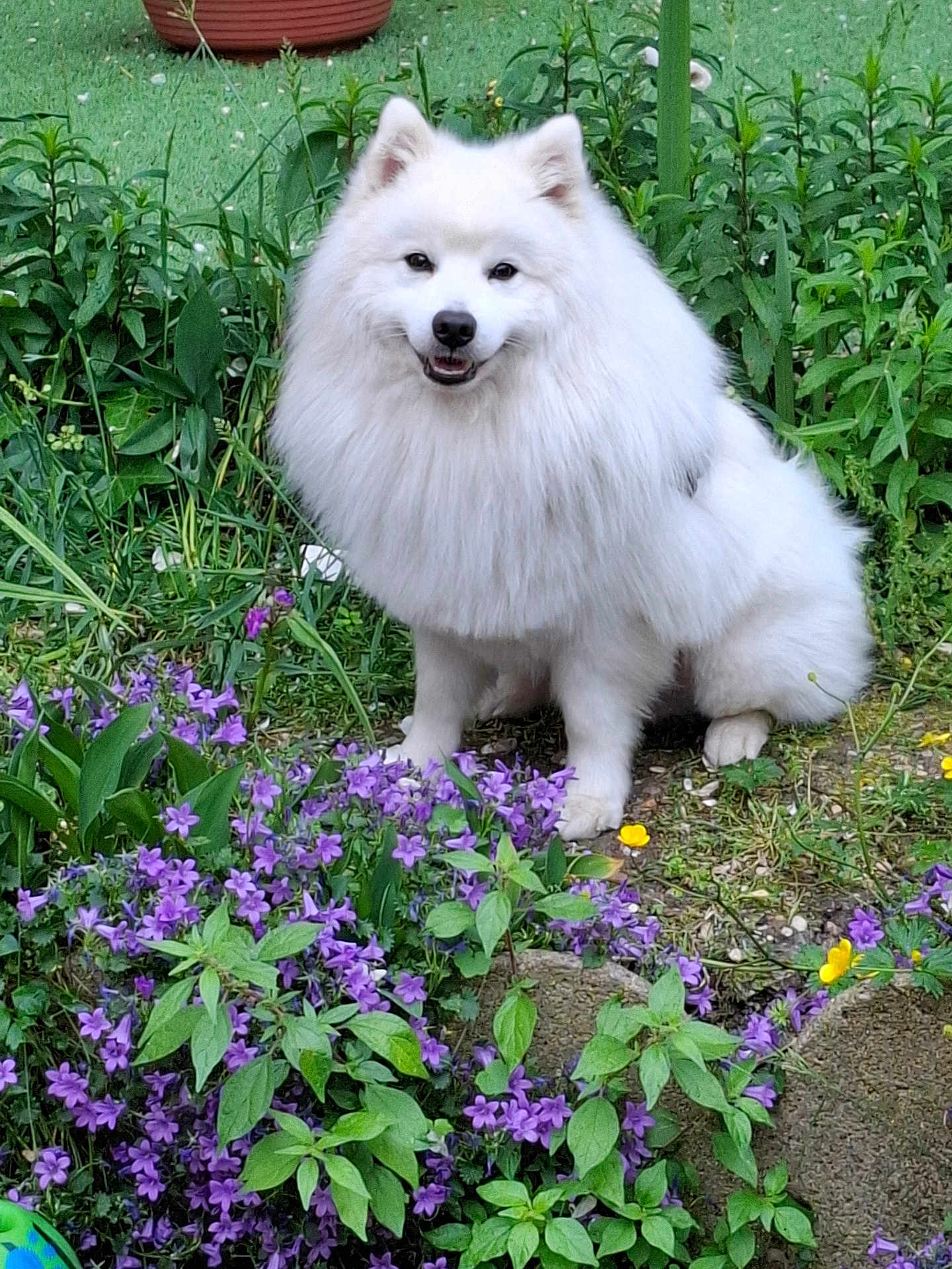 Elisabeth Meneguzzi participe au concours pour gagner de l'argent avec cette photo : dog, white_dog, fluffy, sitting, garden, flowers, purple_flowers, yellow_flowers, greenery, plants, outdoor, nature, pet, canine, smiling, fur, animal, adorable, friendly, majestic