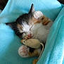 adorable, animal, blanket, blue_blanket, calico, cat, cozy, cute, fur, indoor, kitten, nap, paws, peaceful, pet, resting, sleeping, small, soft, toy_mouse