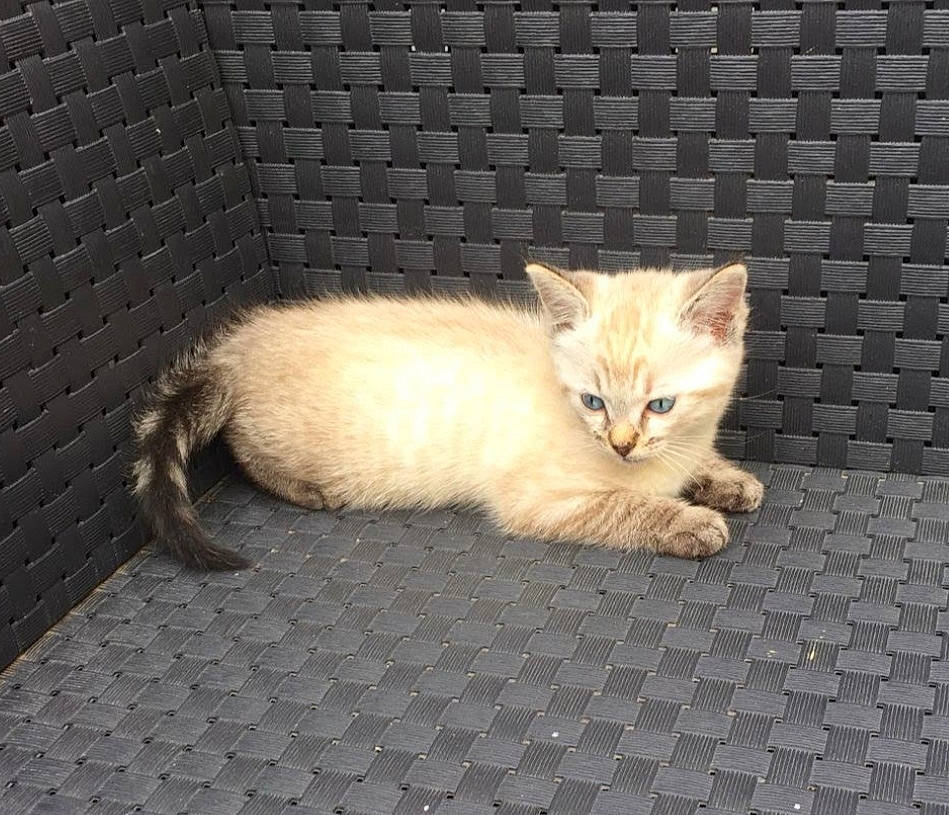 Felibelle participe au concours pour gagner de l'argent avec cette photo : carnivore, cat, cat_furniture, cat_supply, claw, comfort, domestic_short_haired_cat, fawn, felidae, flooring, fur, paw, road_surface, sitting, small_to_medium_sized_cats, snout, tail, terrestrial_animal, whiskers, wood